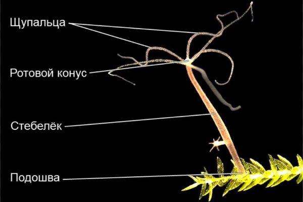 Kraken торговая площадка ссылка